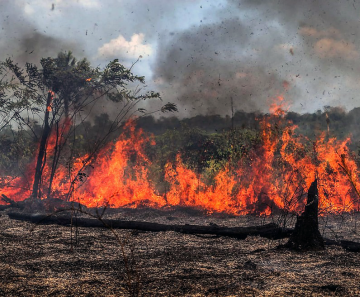 Houve mais de 70 mil incêndios florestais na Amazônia brasileira em 2019 