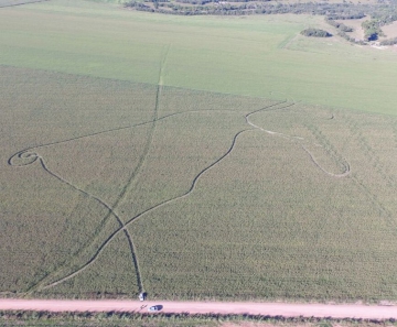imagens lavoura sumiço