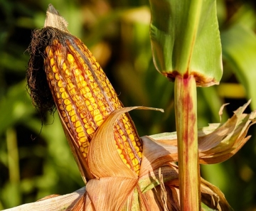 Imea estima estoques finais para o milho de apenas 0,02 milhão de toneladas; colheita no MT está em 93,55%