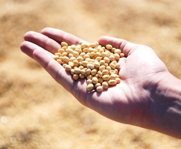 Importação de soja da China crescerá em 2020 - Foto: Pixabay