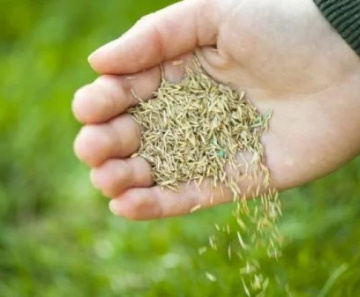 justica_reconhece_falha_em_sementes_e_garante_indenizacao_a_produtor_rural