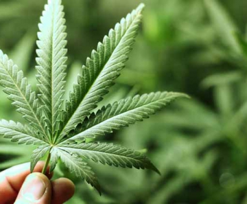 maconha