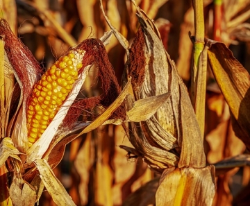 Mato Grosso já colheu 86,88% das lavouras de milho; preço sobe e patamar é histórico