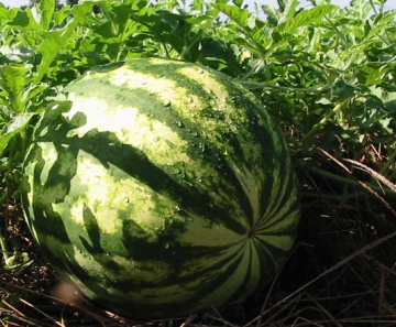 melancia_alltech_crop_science