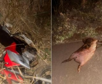 moto_e_capivara
