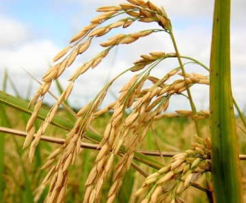 MT produz quase 500 toneladas de arroz por mês e ocupa o 4° lugar na produção nacional