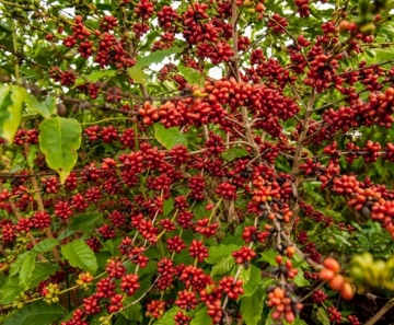 Na previsão da Conab, a previsão é de que Mato Grosso deva produzir entre 159 a 168,8 mil sacas de café. - Foto: Maria Anffe- Gcom