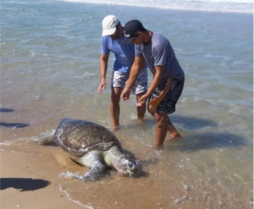 Nesta segunda-feira (14), na praia do Porto das Dunas, em Fortaleza, mais uma tartaruga foi achada morta, apresentando manchas de óleo na região do pescoço — Foto: Divulgação