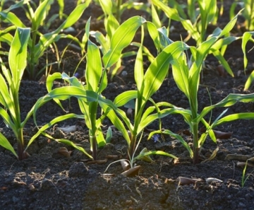 O Instituto Mato-grossense de Economia Agropecuária calcula que o rendimento, no entanto, caia 4,25% em relação a produtividade da safra 2018/2019 - Foto: Pixabay