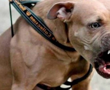 pit_bull