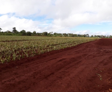 Plantação de Abacaxi - Foto: Divulgação