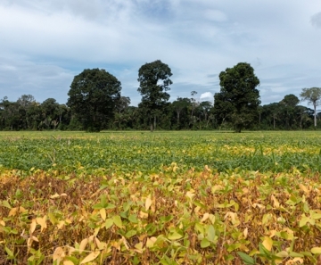 Plantação de soja na BR-163, no Pará — Foto: Marcelo Brandt/G1