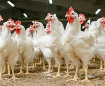 Produto à base de cálcio e enxofre vem sendo utilizado pela avicultura como sequestrador de umidade nas camas de aviários