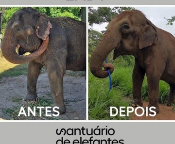 Seis semanas após chegar em MT, Santuário mostra melhora da elefanta Lady em foto de antes e depois