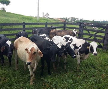vacas
